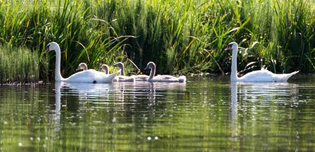 <p>Pēc platības otrs lielākais ezers Straupes pagastā (75,5 ha), vidējais dziļums 2,3m. Iecienīts makšķernieku vidū, jo bagāts ar zivīm. Ezerā dzīvo brekši, līdakas, asari. Ideāls atpūtai pie dabas. Vasaras vidū to izrotā baltās ūdensrozes.</p>